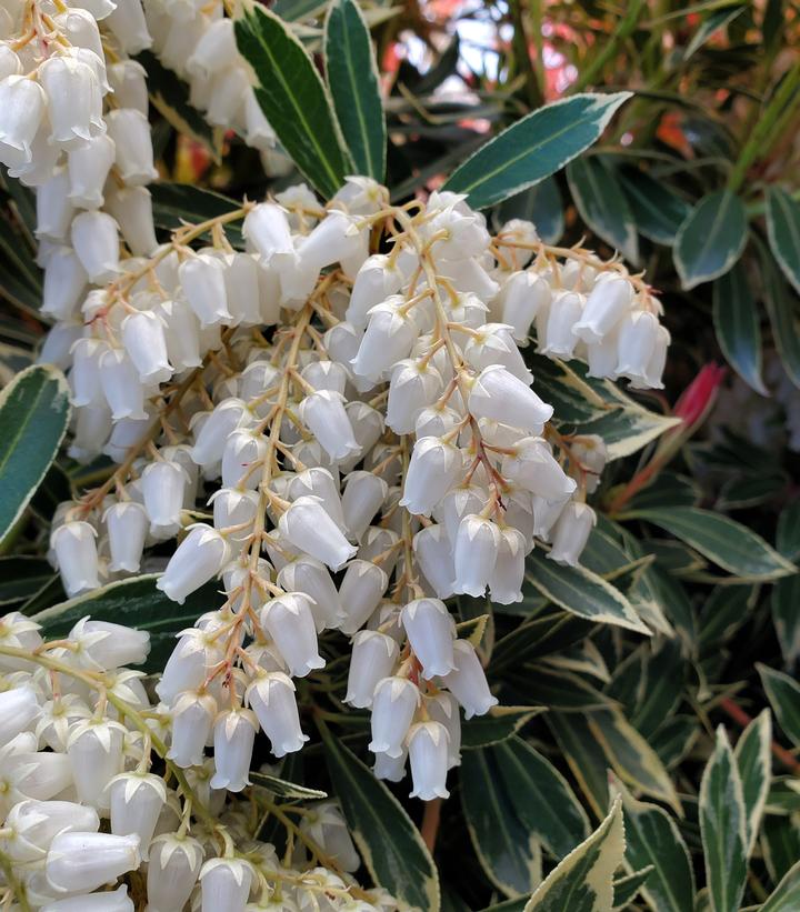 Pieris jap. Flaming Silver Flaming Silver Andromeda from Prides Corner