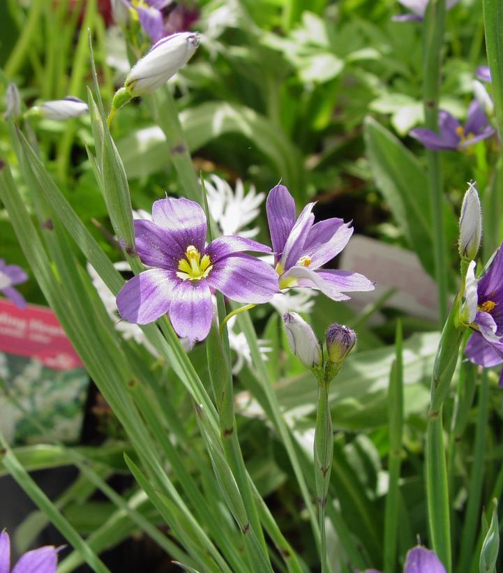 Sisyrinchium angust. 'Lucerne' Lucerne BlueEyed Grass from Prides