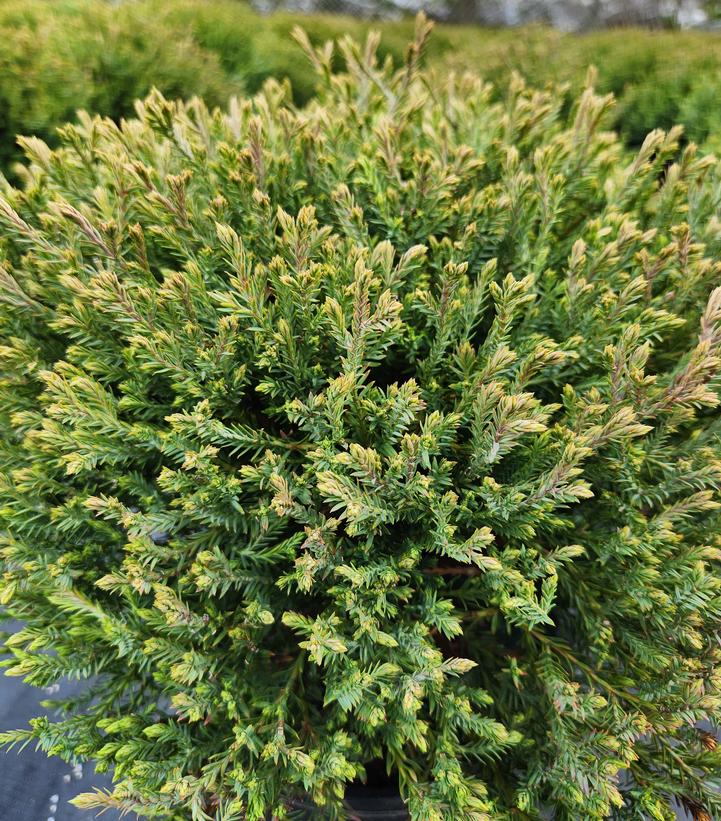 Thuja Mr. Bowling Ball® Mr. Bowling Ball® American Arborvitae from