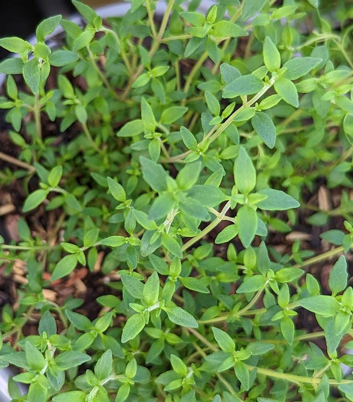 Thymus vulgaris English Thyme from Prides Corner Farms