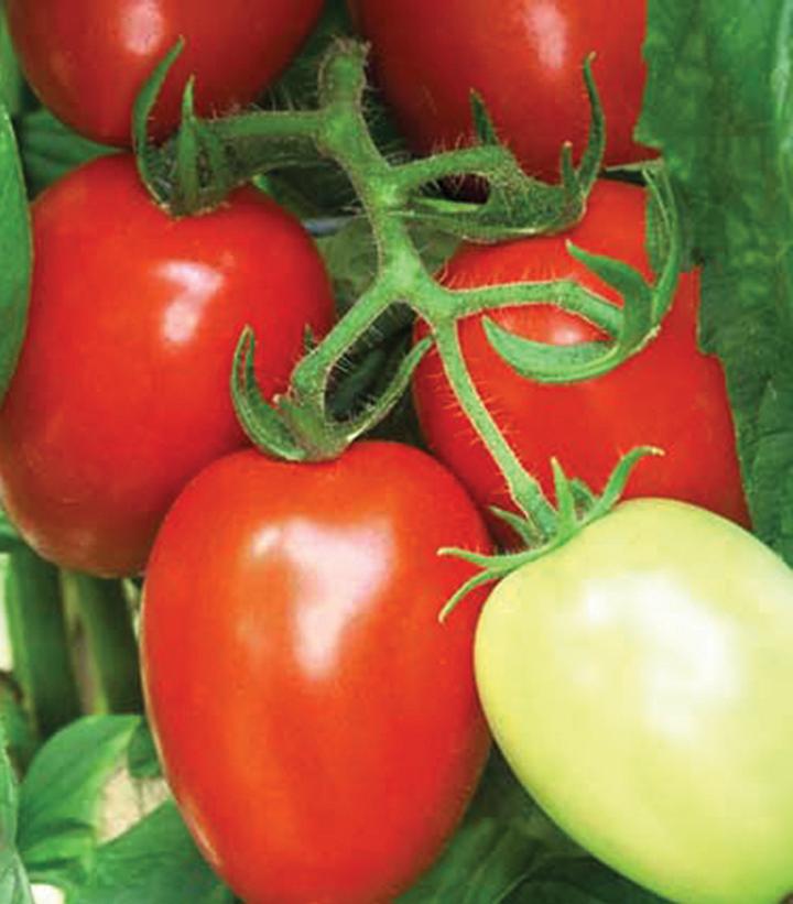 Tomato Viva Italia Viva Italia Tomato from Prides Corner Farms