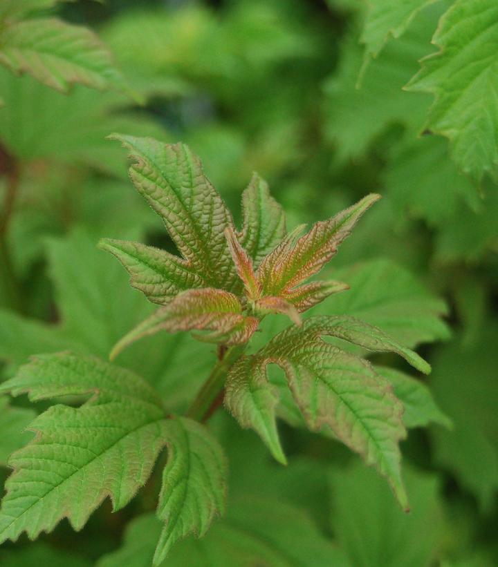 Viburnum trilobum 'Wentworth' Wentworth Viburnum from Prides Corner Farms