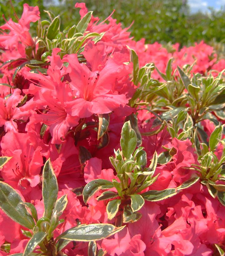 Azalea 'Arctic Rose' Arctic Rose Azalea from Prides Corner Farms