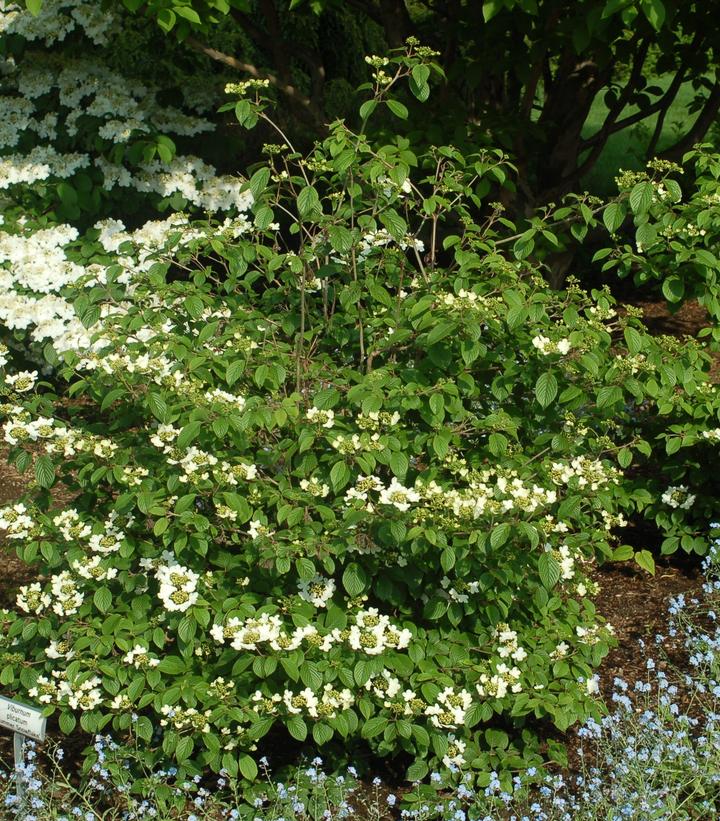 Viburnum p. t. Summer Snowflake Summer Snowflake Viburnum from Prides