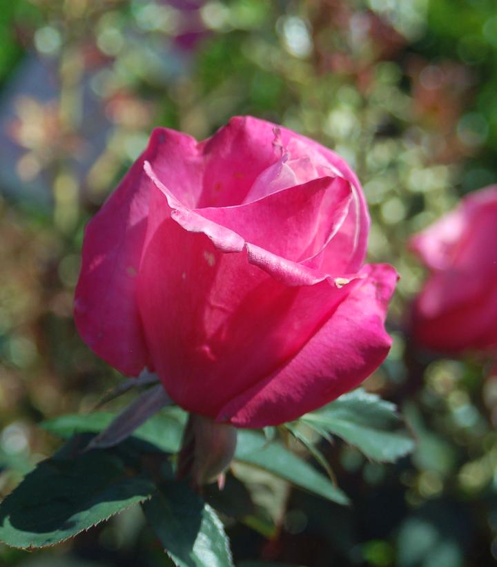 Rosa First Prize First Prize Hybrid Tea Rose from Prides Corner Farms