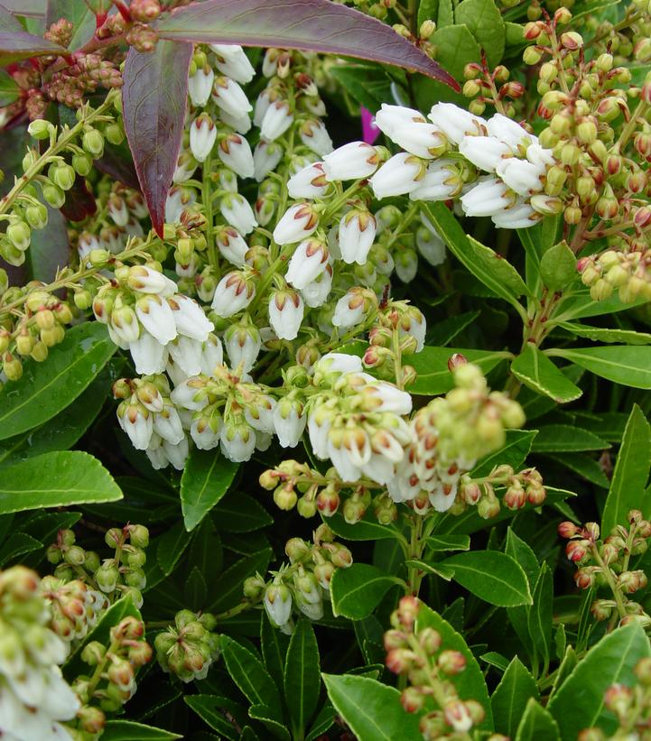 Pieris jap. Cavatine Cavatine Dwarf Andromeda from Prides Corner Farms