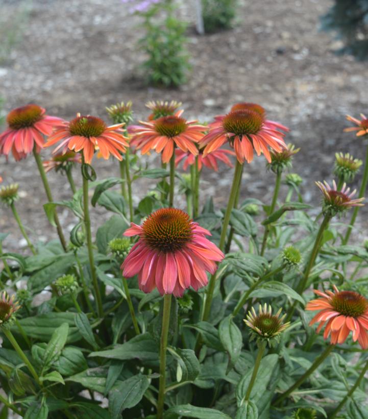 Echinacea Cheyenne Spirit Cheyenne Spirit Coneflower from Prides Corner Farms