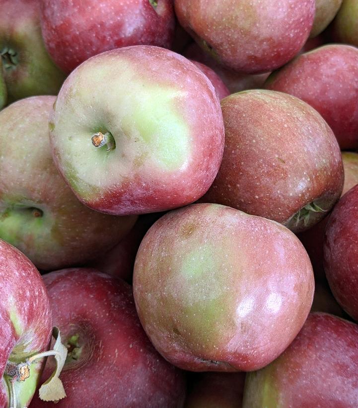 Malus X Macoun Macoun Apple from Prides Corner Farms
