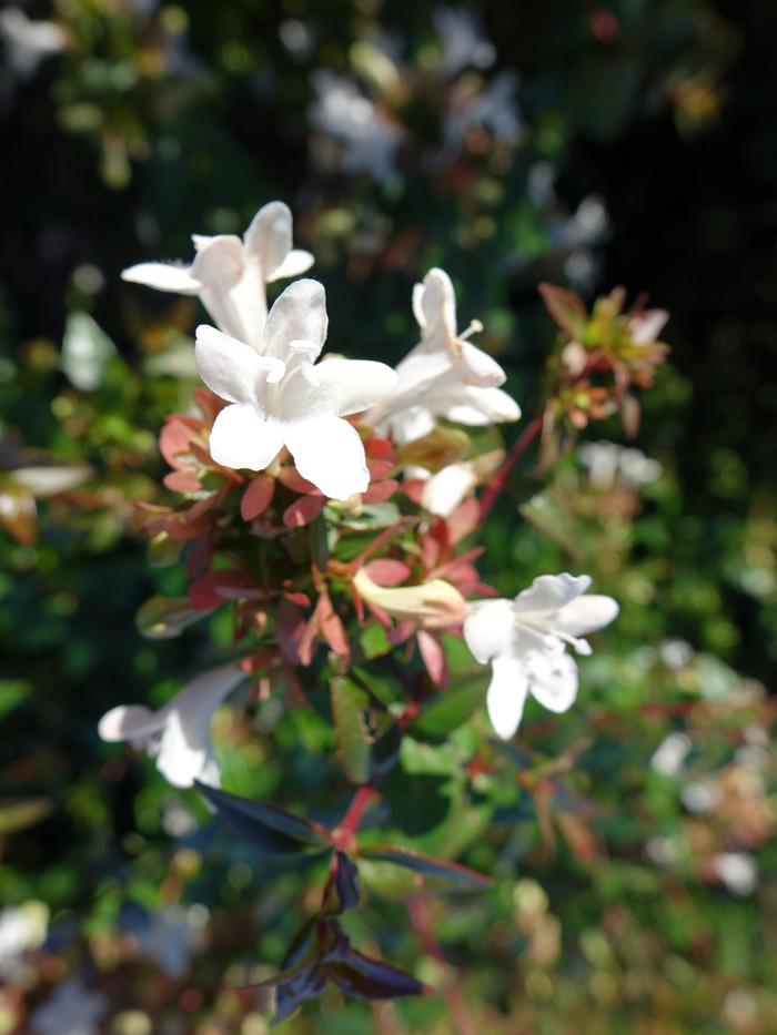 Abelia x grandiflora Glossy Abelia from Prides Corner Farms