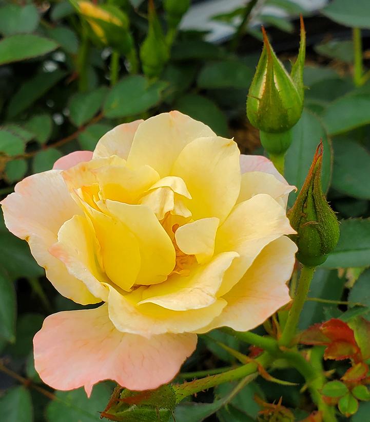 Rosa x Oso Easy Italian Ice® Oso Easy Italian Ice® Rose from Prides Corner Farms