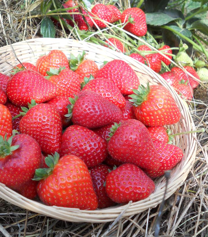 Strawberry Sweet Kiss™ Sweet Kiss Strawberry from Prides Corner Farms