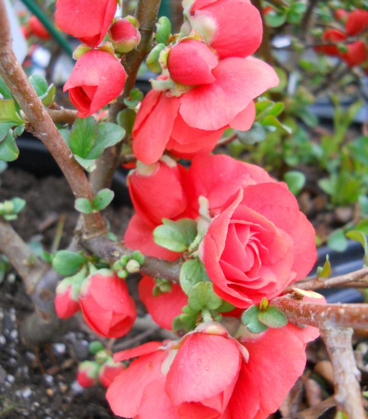 Chaenomeles speciosa 'Double Take Orange™' Double Take Orange™ Quince from Prides Corner Farms