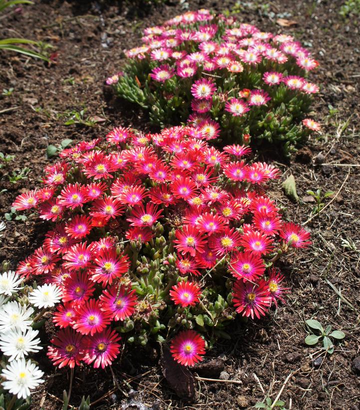Delosperma cooperi Jewel of the Desert® Jewel of the Desert