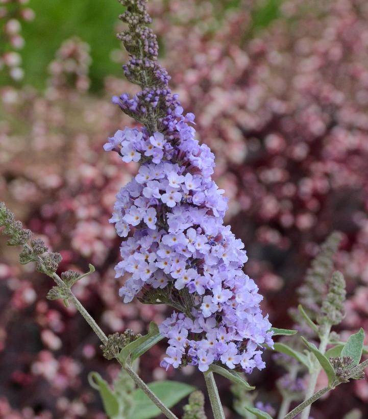 Buddleia Monarch® 'Glass Slippers' Glass Slippers Butterfly Bush from Prides Corner Farms