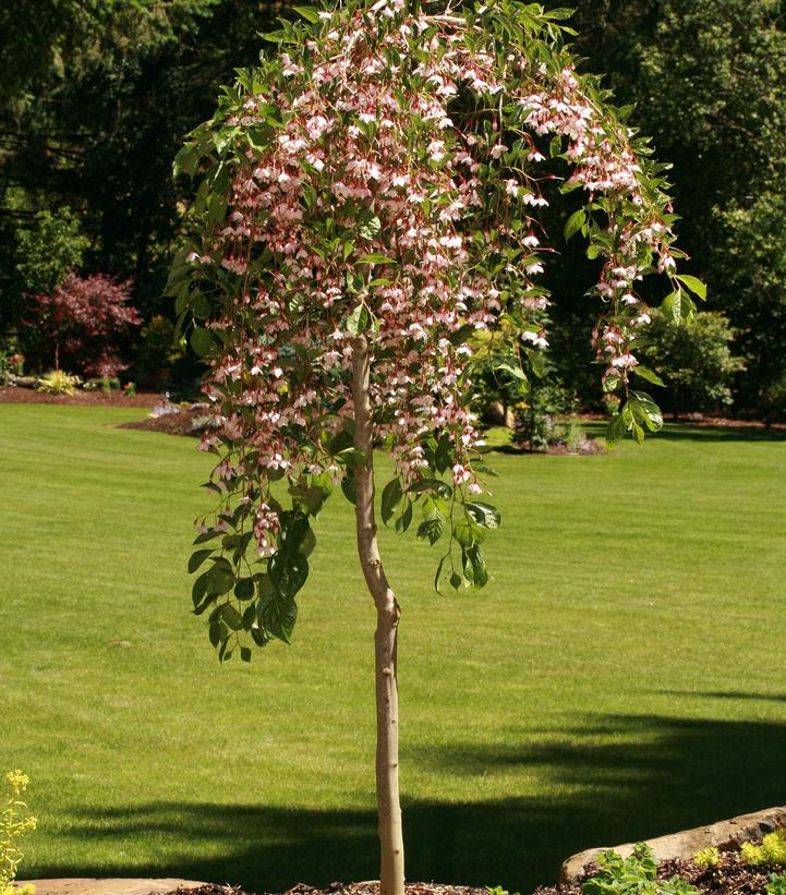 Styrax jap. Marley's Pink Parasol® 'Marley's Pink Parasol® Japanese