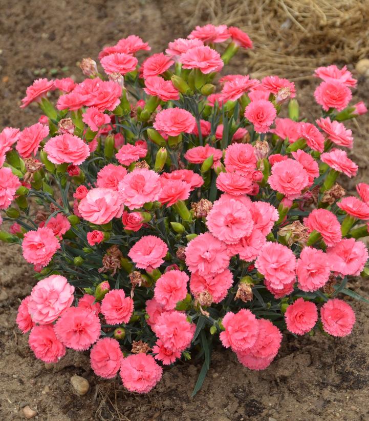 Dianthus hybrid Fruit Punch® Classic Coral Fruit Punch® Classic Coral