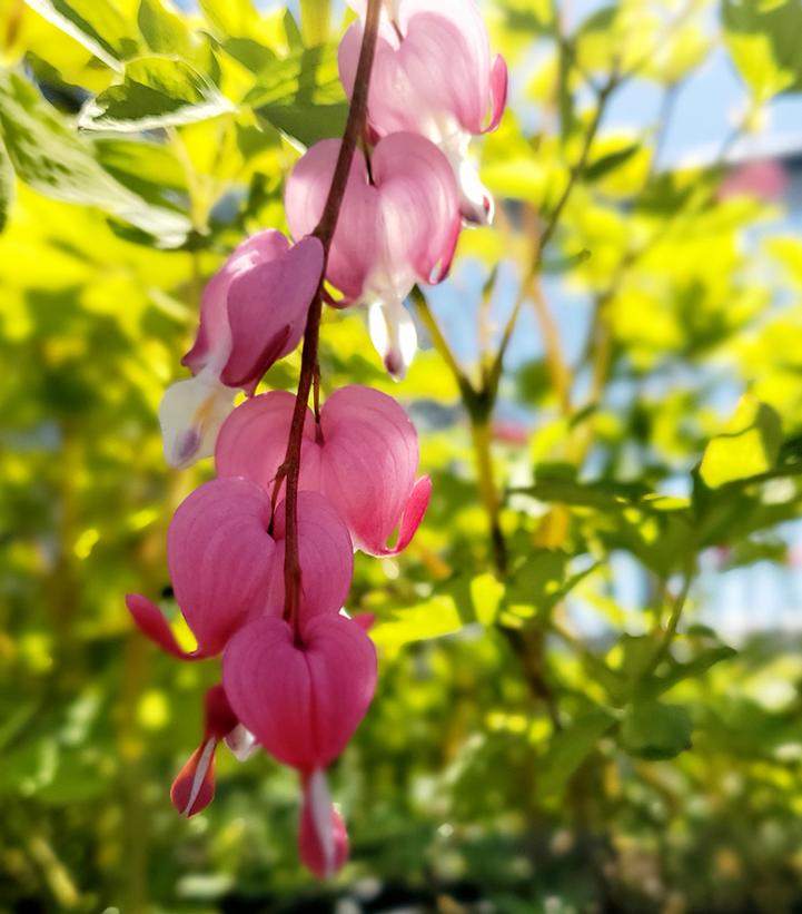 Dicentra spectabilis 'Gold Heart' Gold Hearts Bleeding Heart from