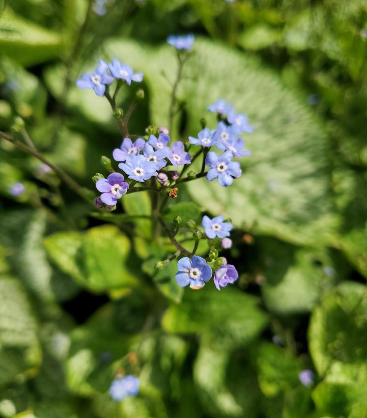Brunnera macrophylla 'Queen of Hearts' Queen of Hearts Heartleaf