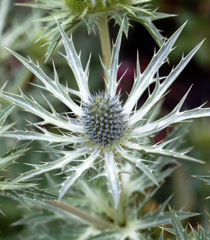 Eryngium x zabelii 'Big Blue' Big Blue Sea Holly from Prides Corner Farms