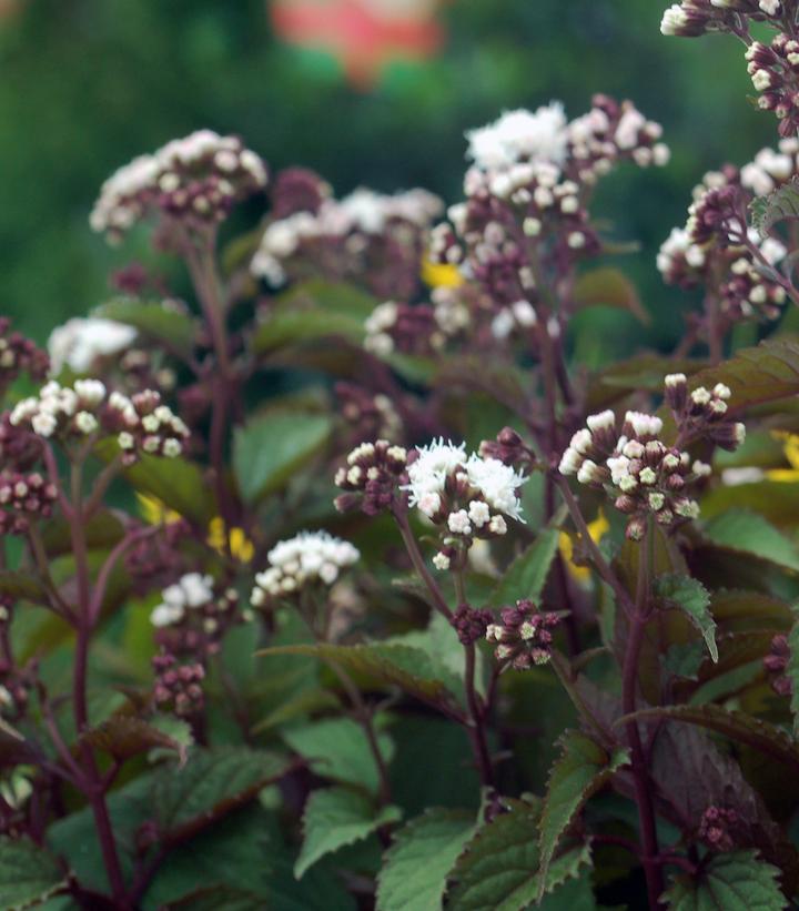 Eupatorium rugosum Chocolate Chocolate Snakeroot from Prides Corner Farms