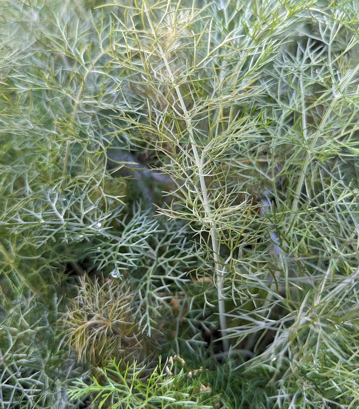 Fennel Bronze Bronze Fennel from Prides Corner Farms