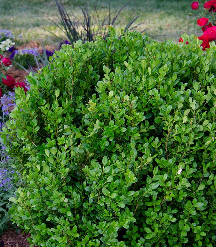 Buxus NewGen Freedom® NewGen Freedom® Boxwood from Prides Corner Farms