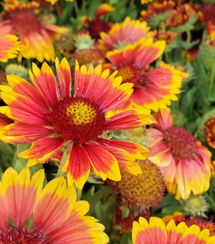 Gaillardia Arizona Sun Arizona Sun Blanket Flower from Prides Corner Farms