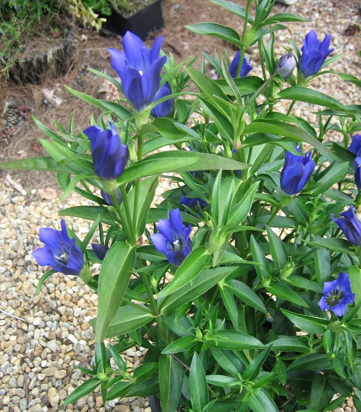 Gentiana True Blue True Blue Gentiana from Prides Corner Farms