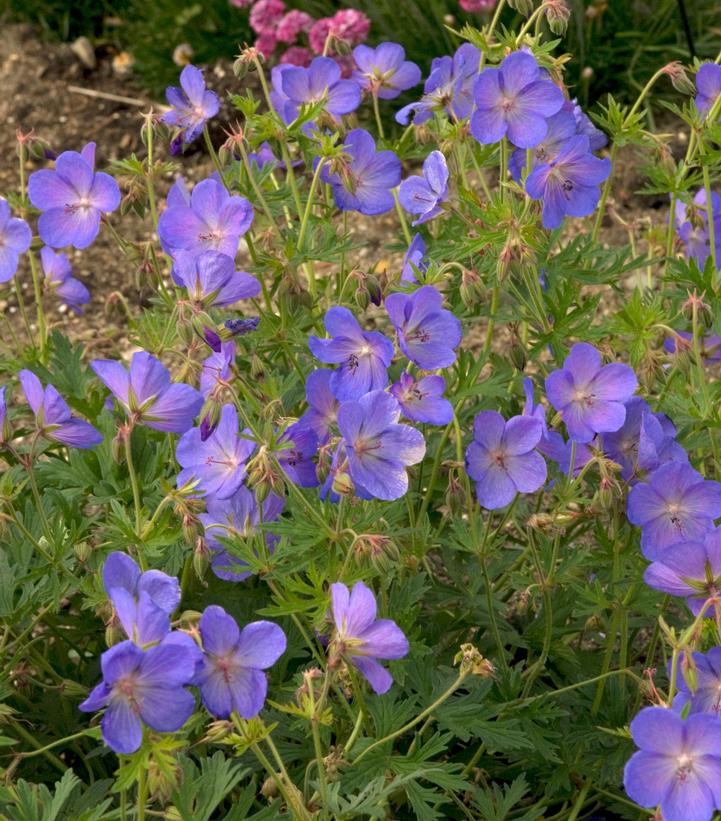 Geranium 'Johnson's Blue' Johnson's Blue Cranesbill from Prides Corner Farms