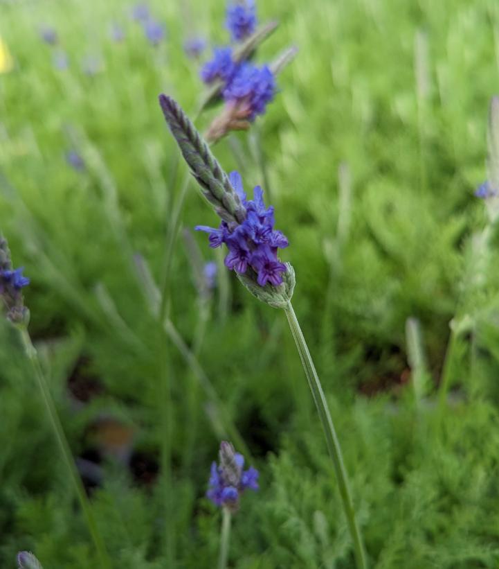 Lavandula pinnata Fernleaf Lavender from Prides Corner Farms