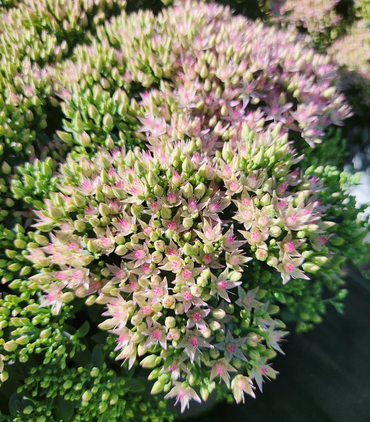 Sedum hybrid Rock 'N Round® 'Pride and Joy' Rock 'N Round® 'Pride and