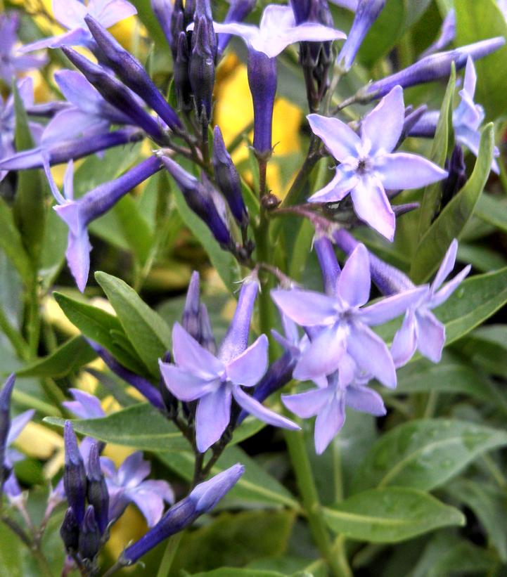 Amsonia tabernaemontana 'Blue Ice' Blue Ice Star Flower from Prides Corner Farms