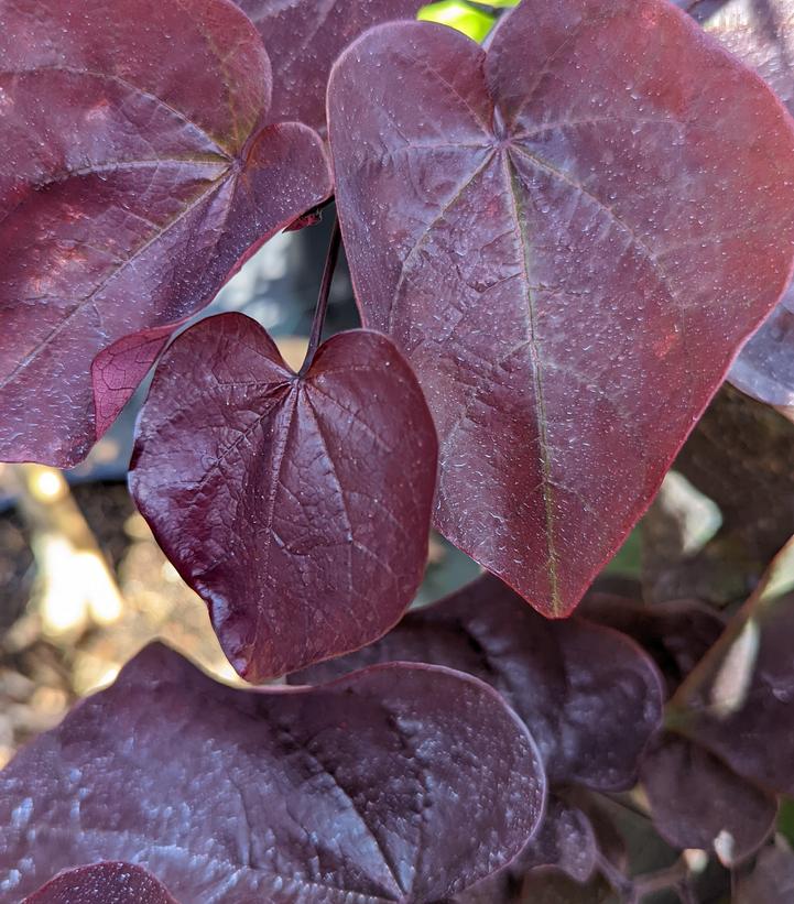 Cercis canadensis Black Pearl™ Black Pearl™ Redbud from Prides Corner Farms
