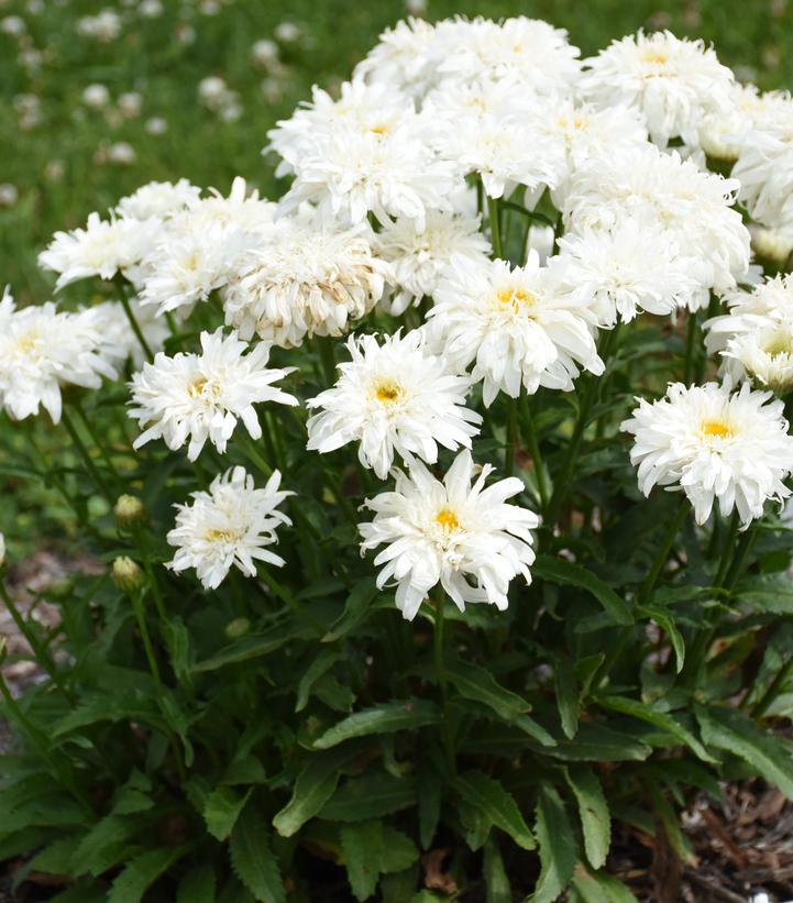 Leucanthemum Amazing Daisies® 'Marshmallow' Marshmallow Shasta Daisy from Prides Corner Farms