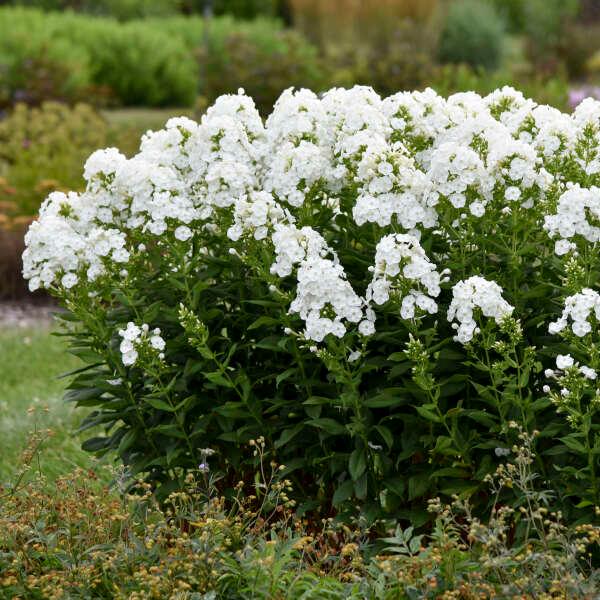 Phlox paniculata Luminary™ 'Backlight' Blacklight Tall Garden Phlox
