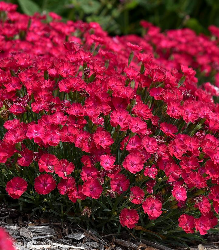 Dianthus hybrid ''Paint the Town Red'' Paint the Town Red Pinks from