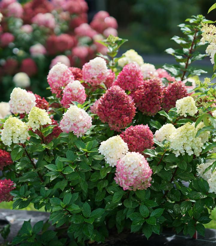 Hydrangea pan. Little Lime Punch® Little Lime Punch® Panicle Hydrangea