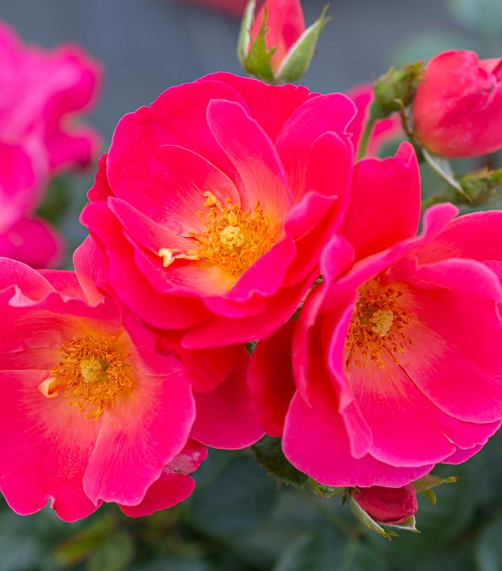 Rosa Brick House® Pink Brick House® Pink Floribunda Rose from Prides