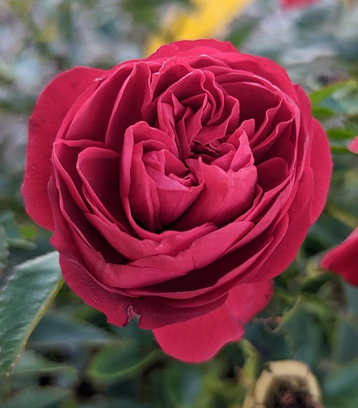 Rosa True Love™ True Love™ hybrid tea rose from Prides Corner Farms