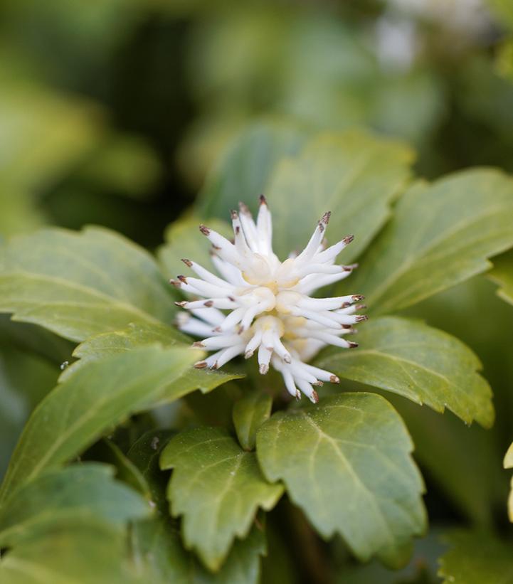 Pachysandra term. Green Carpet Green Carpet Japanese Spurge from Prides