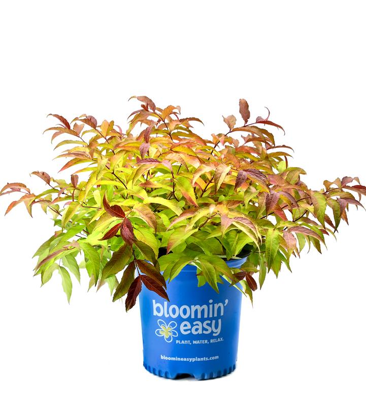 Diervilla sessilifolia Firefly® Firefly Bush Honeysuckle from Prides