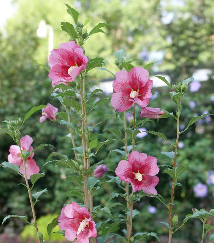 Hibiscus syriacus Red Pillar™ Red Pillar Rose of Sharon from Prides