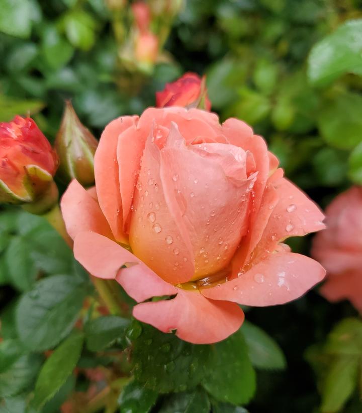 Rosa Orange Glow™ Knock Out® Orange Glow™ Knock Out® Rose from Prides
