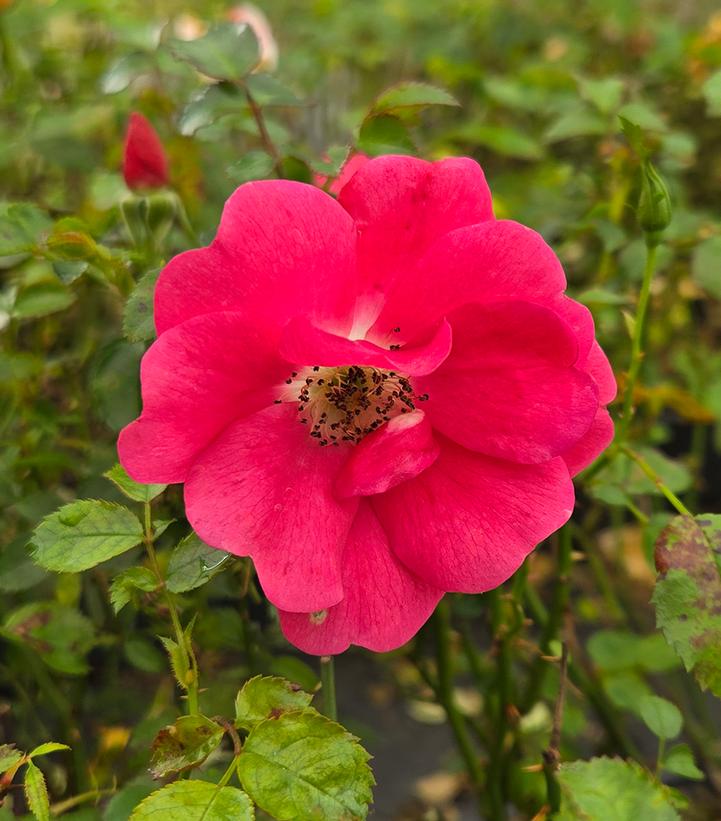 Rosa Flower Carpet Pink Supreme Pink Supreme Flower Carpet Rose from