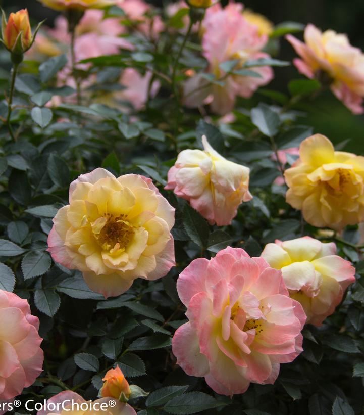 Rosa x Oso Easy Italian Ice® Oso Easy Italian Ice® Rose from Prides Corner Farms