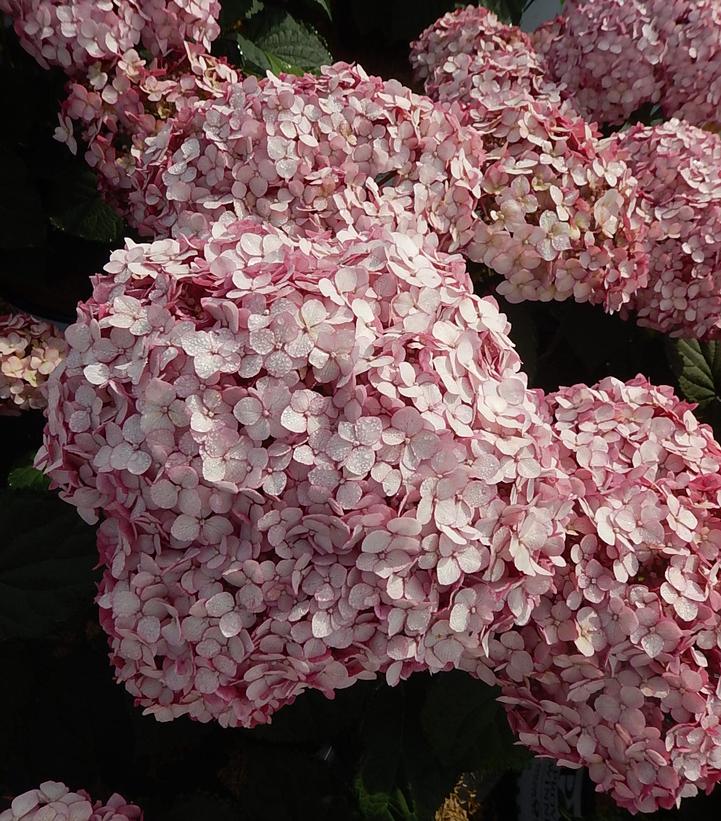 Hydrangea arborescens Incrediball® Blush Incrediball® Blush Smooth