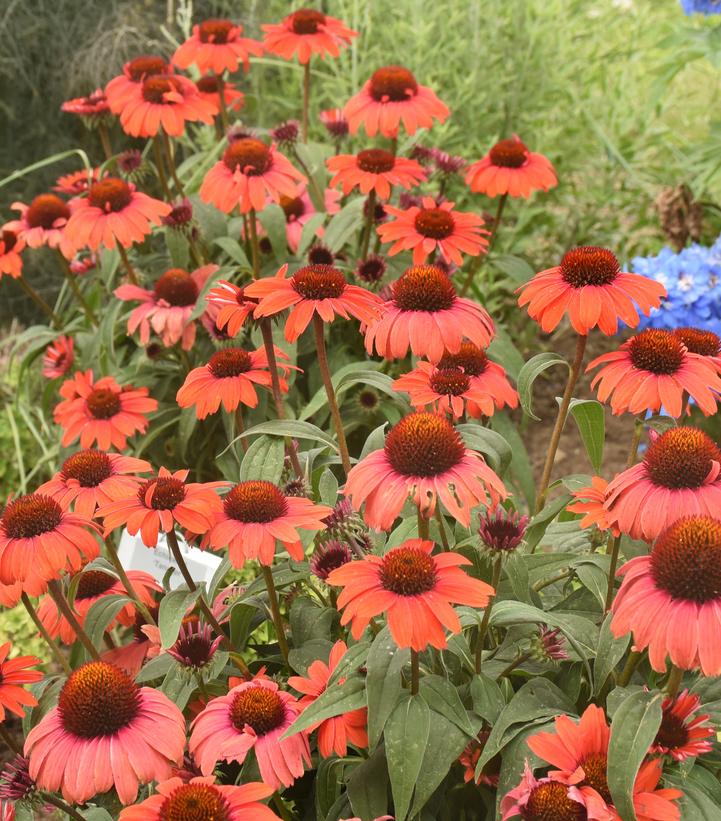 Echinacea EyeCatcher™ 'Tanager' Tanager Coneflower from Prides Corner