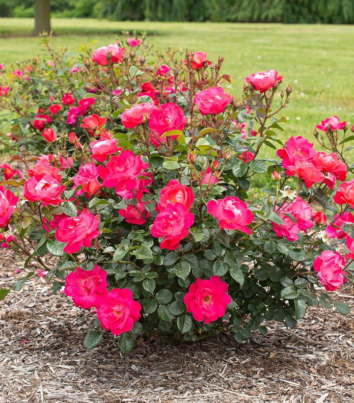 Rosa Brick House® Pink Brick House® Pink Floribunda Rose from Prides