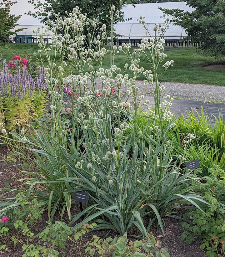 Eryngium yuccifolium Rattlesnake Master from Prides Corner Farms