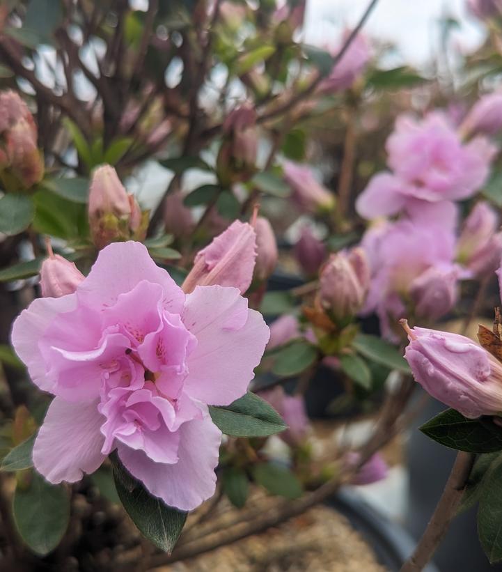 Azalea 'Elsie Lee' Elsie Lee Rhododendron from Prides Corner Farms
